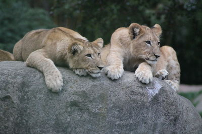 View of cats relaxing on rock