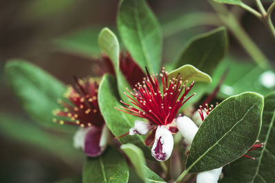 Close-up of flowering plant