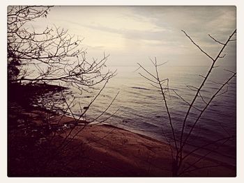 Bare trees in water