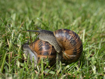Close-up of snail on grass