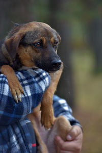 Dog looking away outdoors