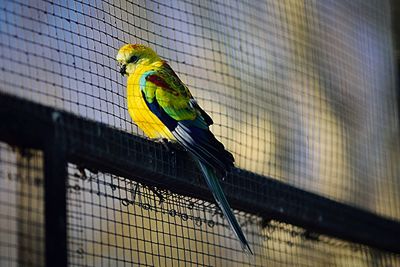 Close-up of parrot perching in cage