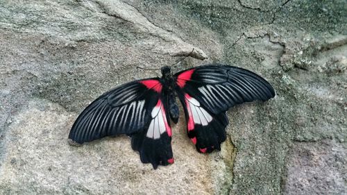 Close-up of butterfly on white background