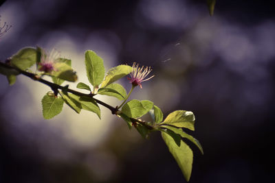 Close-up of flowering plant against blurred background