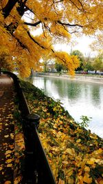 Close-up of yellow autumn trees by water