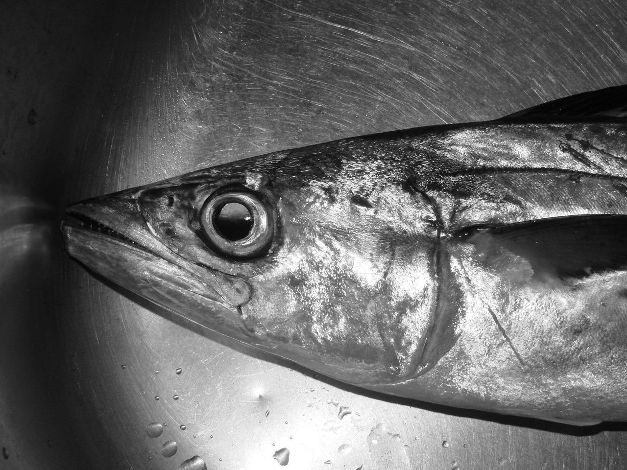 CLOSE-UP OF DEAD FISH IN WATER