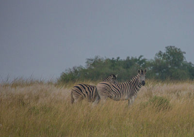 Zebras in a field