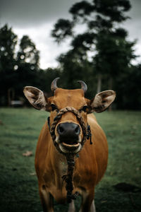 Portrait of horse on field