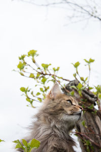 Cat looking away