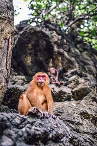 Monkey sitting on rock