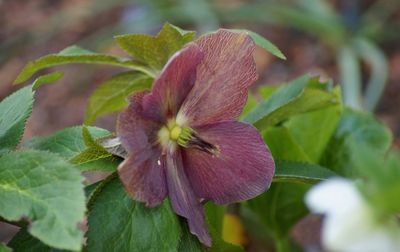 Close-up of red flowering plant