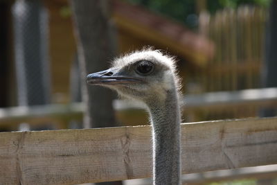 Close-up of a bird looking away