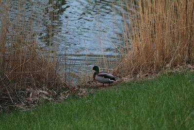 View of bird swimming in lake