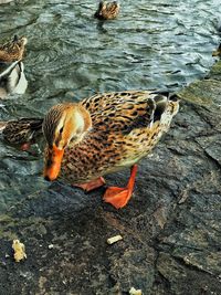 High angle view of ducks swimming on lake