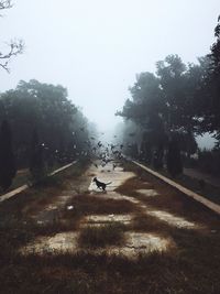Bird on road against clear sky