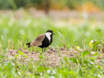 Bird perching on field