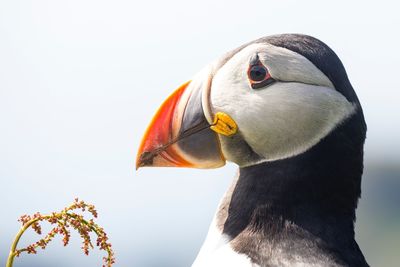 Close-up of bird