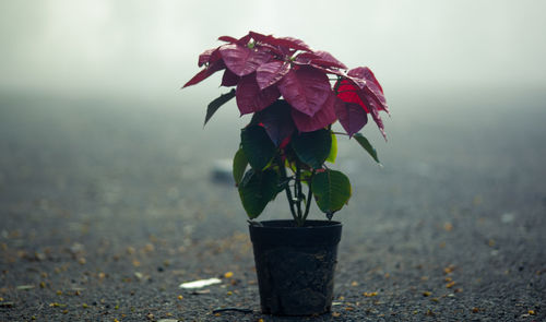 Close-up of flowers against blurred background