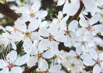 White apple blossoms in spring