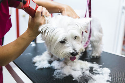 Close-up of hand holding white dog