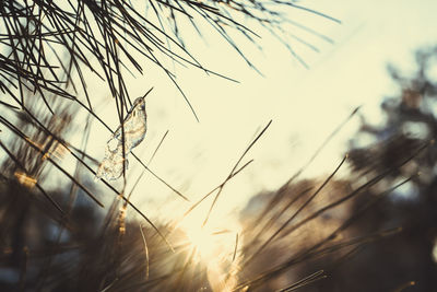 Close-up of grass growing on field against sky during sunset