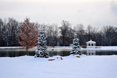 Snow covered plants and trees against sky