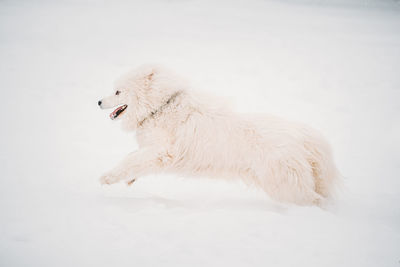 Dogs on snow