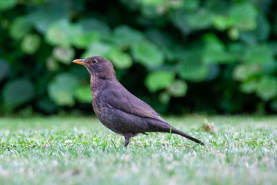 Detail shot of a blackbird on green lawn