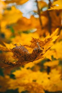 Close-up of yellow leaves on field during autumn