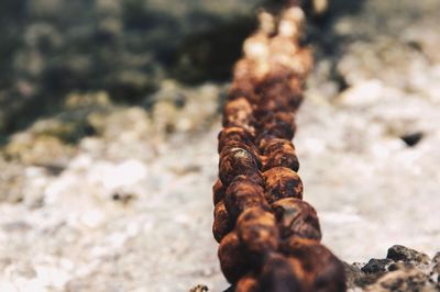 Close-up of crab on beach