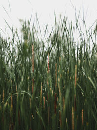 Close-up of crops growing on field against sky