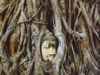 Buddha statue in tree roots