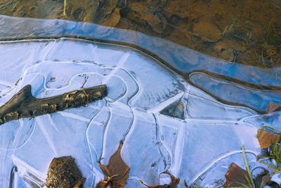 High angle view of plant on land