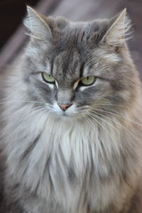 Close-up portrait of a cat