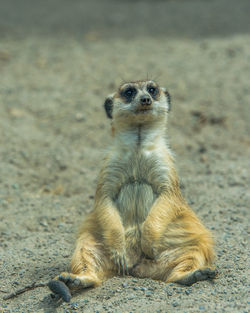 Close-up of a meerkat