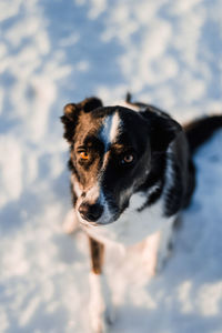 Portrait of black dog