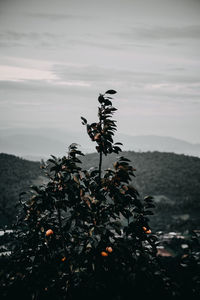 Plant by sea against sky