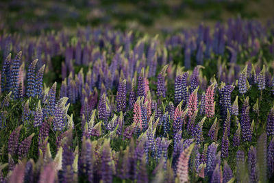 Close-up of purple flowering plants on field