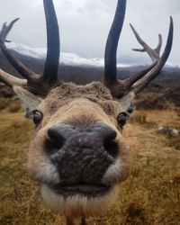 Close-up portrait of deer