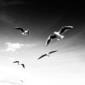 Low angle view of seagulls flying