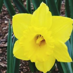 Close-up of yellow flower blooming outdoors