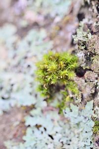Close-up of lichen on plant