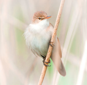 Close-up of bird perching on branch