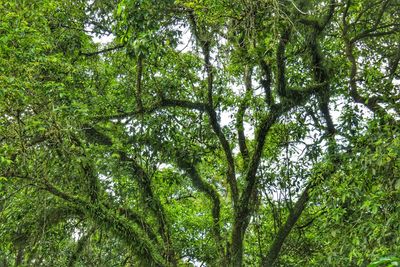 Low angle view of bamboo trees in forest