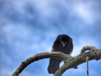 Low angle view of bird perching on branch against sky