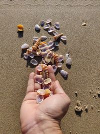 High angle view of person hand holding sand
