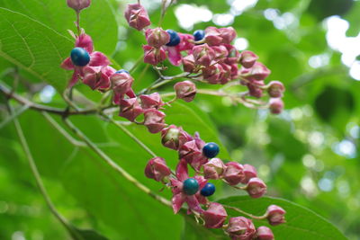 Close-up of berries growing on tree