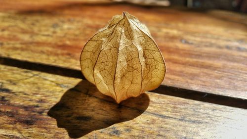 Close-up of leaf on table