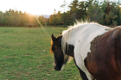 Horse standing in a field