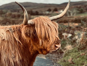 Highland cow